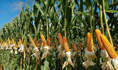 किसानों  के लिए लाभकारी  बनती जा रही है मक्का की फसल