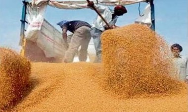 गेहूं खरीद मानकों में मध्य प्रदेश के बाद अब पंजाब, हरियाणा, राजस्थान को केंद्र ने दी छूट