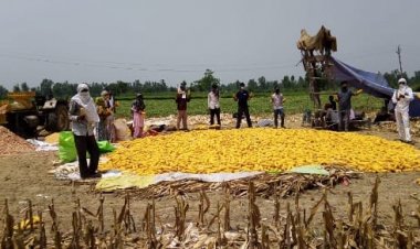 जलवायु अनुकूल खेती में ग्राम उन्नति की पहल, किसानों को ज्यादा आय, प्रति एकड़ 4000 लीटर पानी भी बचाया