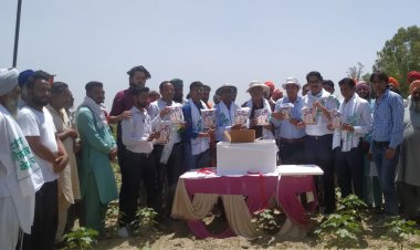 उत्तरी भारत कपास क्षेत्र में पिंक बॉलवार्म के नियंत्रण के लिए पीबीनॉट तकनीक का व्यापक स्तर पर परीक्षण