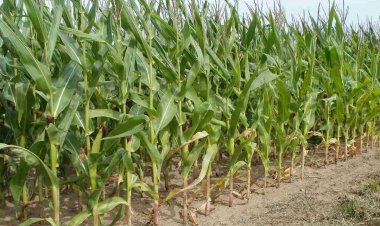 अधिक तापमान के कारण  मक्का किसानों को झेलना पड़ा भारी नुकसान