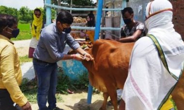 लंपी स्किन रोग से बचाव के लिए केवल गोट पॉक्स वैक्सीन की अनुमति से वैक्सीनेशन की गति कमजोर