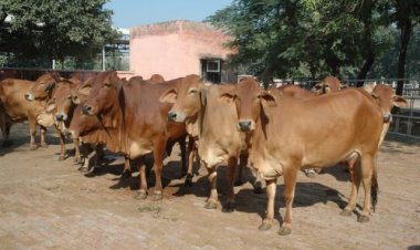पशु स्वास्थ्य और किसानों की आर्थिक स्थिति पर भारी पड़ रहा लंपी त्वचा रोग