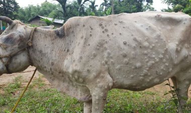 लंपी स्किन रोग से पूर्ण सुरक्षा देने वाला आईसीएआर द्वारा विकसित स्वदेशी वैक्सीन का कमर्शियल उत्पादन चार से पांच माह में