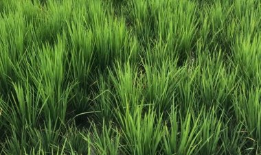 धान के बीज में ड्वार्फिज्म वायरस नहीं, अगले सीजन में बीज के रूप में हो सकता है  इस्तेमाल