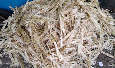 आईआईटी गुवाहाटी के शोधकर्ताओं की उपलब्धि, बगास से तैयार किया चीनी का विकल्प