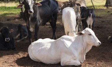 उत्तर प्रदेश के 15 जिलों में लंपी स्किन रोग से 5823 पशु  प्रभावित