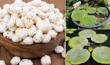 स्वर्ण वैदही प्रजाति से मखाने की उपज बढ़ी, जीआई टैग से किसानों को व्यापार बढ़ाने में मिलेगी मदद