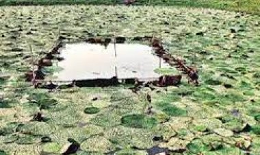 मखाना से मायूस किसान अब क्या करेंगे, फरवरी से शुरू होगी बुवाई