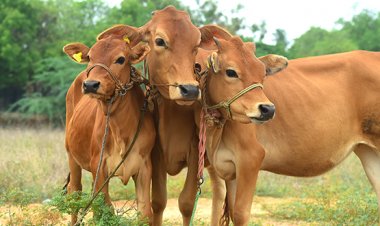 लंपी स्किन रोग से 12 राज्य प्रभावित, 50 हजार पशुओं की मौत, लेकिन राज्य अभी भी महामारी घोषित नहीं कर रहे