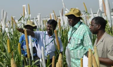 अधिक पोषणयुक्त  बाजरा को मिली वैश्विक पहचान, इसे विकसित करने वाले डॉ. गोविंदराज को बोरलॉग अवार्ड