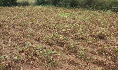 पहले अत्यधिक बारिश और फिर सूखे जैसे हालात से राजस्थान की प्रमुख फसलों  की पैदावार में भारी गिरावट की  आशंका