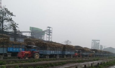 चीनी के मामले में महाराष्ट्र से क्यों पिछड़ रहा है उत्तर प्रदेश