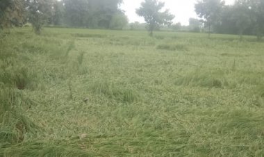 पीएयू रिपोर्टः जलवायु परिवर्तन से घटेगी फसलों की पैदावार, खतरे में खाद्य सुरक्षा
