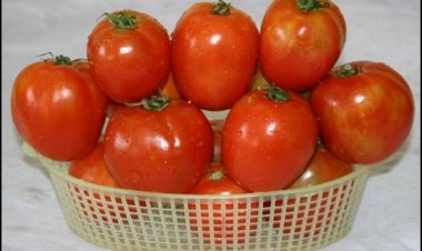 टमाटर के पकने में जीन की भूमिका पर शोध, इससे बढ़ सकती है शेल्फ लाइफ