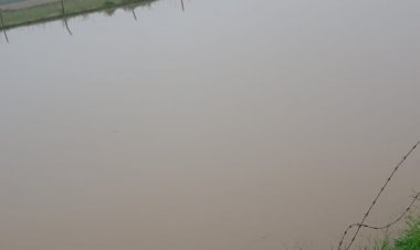 बारिश से सरसों की फसल को भारी नुकसान, किसानों की बढ़ी मुसीबत