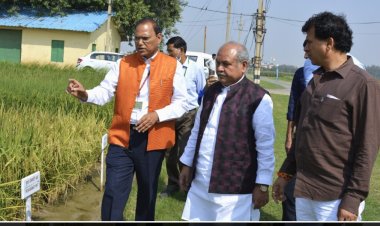 आईएआरआई ने  बासमती की बेहतर उत्पादकता वाली और रोग प्रतिरोधी  किस्में विकसित की