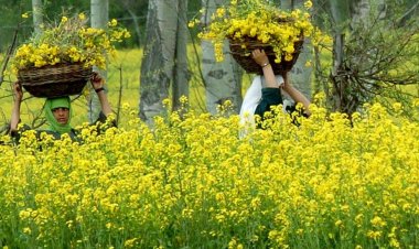 भारतीय किसान संघ की मांग, GM सरसों की अनुमति देने का निर्णय वापस ले सरकार