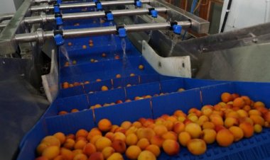 भारत ने इस सीजन में लद्दाख से सिंगापुर समेत तीन देशों को 35 टन खुबानी का निर्यात किया