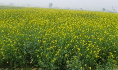 जीएम सरसों की रिलीजः एक प्रगतिशील कदम