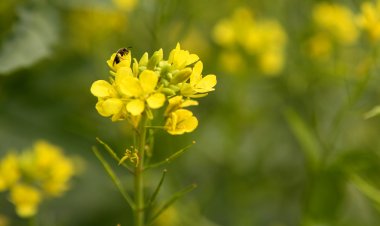जीएम सरसों को मंजूरी  कृषि  विकास को गति देने  वाला कदम