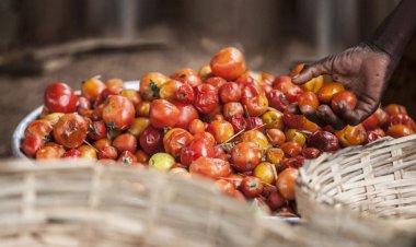 कोल्ड चेन के अभाव में हर साल 52.6 करोड़ टन खाद्य पदार्थ नष्ट होते हैंः यूएन रिपोर्ट