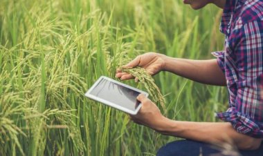 सितंबर तिमाही में जीडीपी 6.3 फीसदी बढ़ी, कृषि में 4.6 फीसदी की वृद्धि लेकिन मैन्युफैक्चरिंग में 4.3 फीसदी की गिरावट