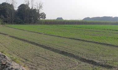 चालू रबी सीजन में गेहूं का रकबा 5.36 फीसदी बढ़ा , सरसों और दालों का रकबा भी बढ़ा