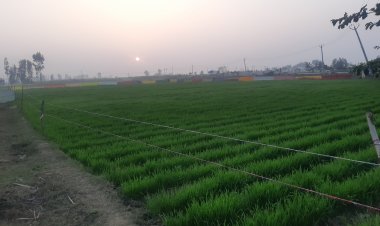 चालू रबी सीजन में गेहूं का रकबा पिछले साल के मुकाबले 25 फीसदी बढ़ा, दाम भी नई ऊंचाई पर