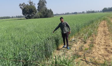 चालू रबी सीजन में गेहूं का रकबा तीन फीसदी और तिलहन रकबा आठ फीसदी बढ़ा