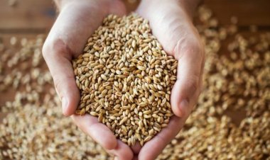 राष्ट्रीय खाद्य सुरक्षा कानून के 81 करोड़ लाभार्थियों को सालभर मुफ्त में मिलेगा अनाज