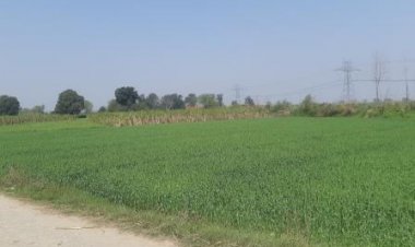 चालू रबी सीजन में गेहूं का क्षेत्रफल 3.59 फीसदी अधिक
