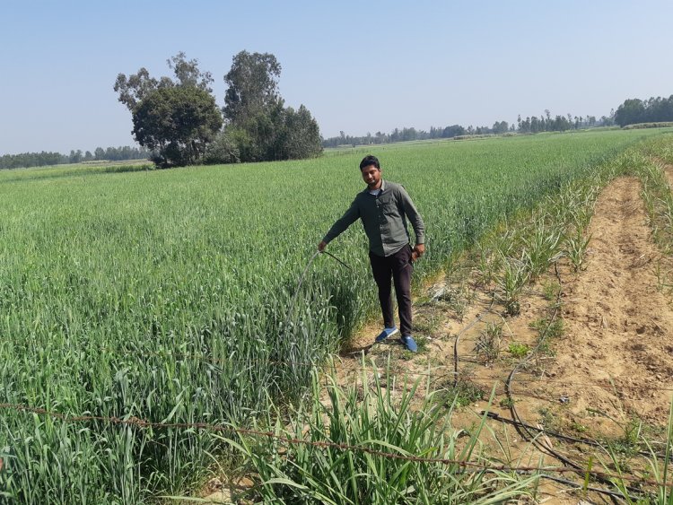 चालू रबी सीजन में गेहूं का रकबा तीन फीसदी और तिलहन रकबा आठ फीसदी बढ़ा