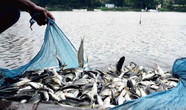 मत्स्यपालन विभाग का बजटीय आवंटन  38 फीसदी बढ़ा,  दो साल में 65 फीसदी की बढ़ोतरी
