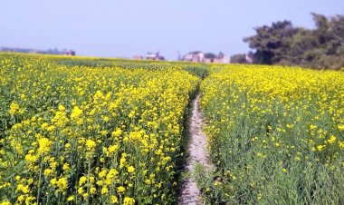 जनवरी में लंबी चली शीतलहर से सरसों को हुआ नुकसान, रिकॉर्ड बुवाई के बावजूद पैदावार कम रहने की आशंका