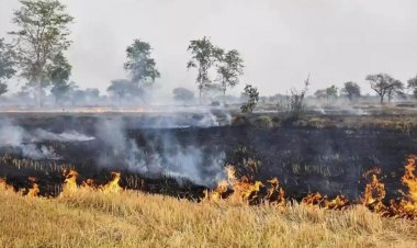 पराली जलाने पर इस साल पूरी तरह लगेगी रोक, केंद्र और चार राज्यों ने तैयारियों की समीक्षा की