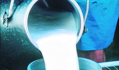 महिला एमपीओ ‘मराठवरहाड’ का 5 साल में 11 लाख किलो दूध प्रतिदिन खरीद  का लक्ष्य