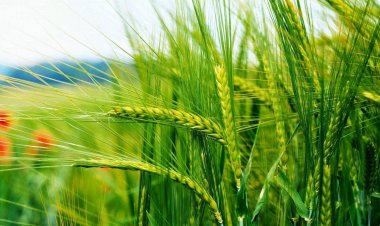 बढ़ती गर्मी से गेहूं  पैदावार पर असर की क्रिसिल की आशंका पर आईएआरआई ने कहा- अभी स्थिति चिंताजनक नहीं