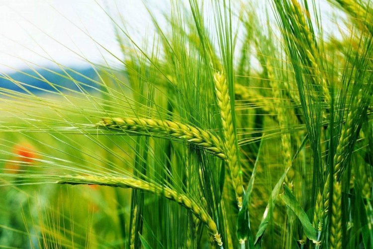 wheat production feared to be affected by rising temperature iari denies  worrying situation | बढ़ती गर्मी से गेहूं पैदावार पर असर की क्रिसिल की  आशंका पर आईएआरआई ने कहा- अभी स्थिति ...
