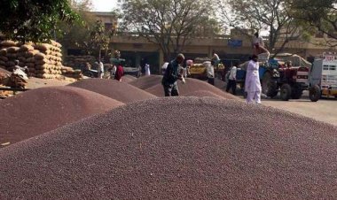 सरसों की कीमतें एमएसपी से नीचे आने पर केंद्र हुआ सक्रिय, राज्यों को सरकारी खरीद शुरू करने का दिया निर्देश