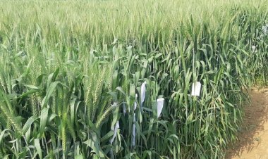 खाद्य सचिव ने कहा- तापमान बढ़ने से गेहूं को नुकसान की संभावना नहीं, उत्पादन लक्ष्य होगा हासिल, 341 लाख टन गेहूं की होगी खरीद