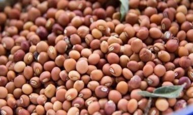 तूर, उड़द और मसूर की सरकारी खरीद सीमा हटी, अपनी पूरी उपज बेच सकेंगे किसान