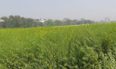 एमएसपी से नीचे सरसों का भाव, किसानों को नुकसान पर लोस अध्यक्ष और कृषि मंत्री से सरकारी खरीद जल्द शुरू करवाने की मांग