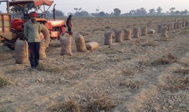आलू की 60% फसल बाजार में, न कोई दाम न खरीदार; भरपूर भंडारण सुविधा भी अच्छे दाम की गारंटी नहीं