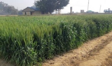 सकारात्मक कारकों की मौजूदगी के चलते बन रही है रिकार्ड गेहूं उत्पादन की संभावना, वैश्विक से घरेलू बाजार तक कीमतों में गिरावट का रुख