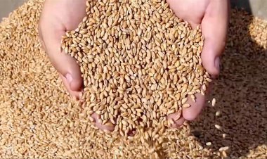 वैश्विक चुनौतियों के बावजूद भारत की खाद्य सुरक्षा काफी मजबूत