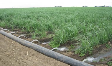 हरियाणा में माइक्रो इरिगेशन एवं संरक्षित खेती को मिलेगा बढ़ावा, 3 साल में पानी की मांग एवं आपूर्ति का अंतर होगा 45 फीसदी कम