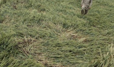 गेहूं के रिकॉर्ड उत्पादन की उम्मीदों पर बारिश ने फेरा पानी, पिछले साल के स्तर पर ही अटकने का बढ़ा अंदेशा