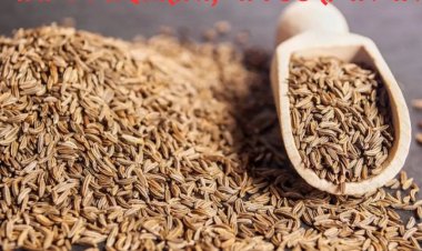 जीरा कैसे बना किसानों के लिए ‘हीरा’, यहां पढ़ें पूरी कहानी