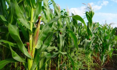 मक्के की फसल को तपती गर्मी से बचाने के कोर्टेवा ने बताए उपाय